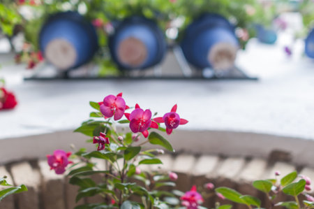 A closeup shot of pink patios flowers on a balcony