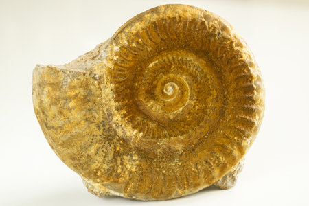 An Ammonites of brown color isolated on a white backgroundの写真素材