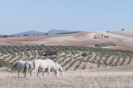 A beautiful view of Spanish white horses grazing on a mountain in Andalusia under a blue cloudless skyの写真素材