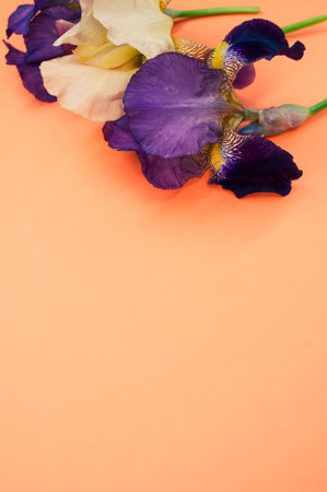 A vertical shot of purple and white iris flowers with copy space isolated on an orange backgroundの写真素材