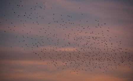 A closeup shot of a flying bird flock during the sunsetの写真素材