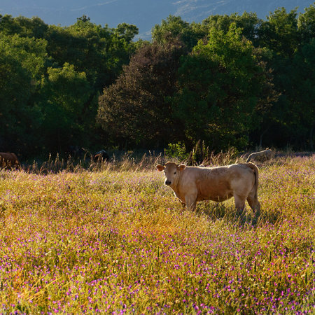 A cow in a yellow meadow on a sunny dayの写真素材