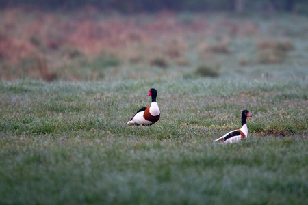A beautiful view of y2 shelducks in a meadowの写真素材