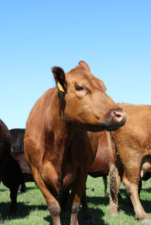 A brown Charolais cattle in the fieldの写真素材