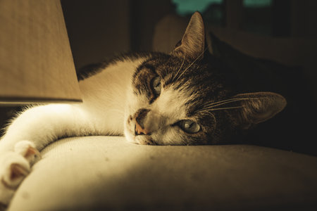 A selective focus shot of a lying cat with open eyes - perfect for background