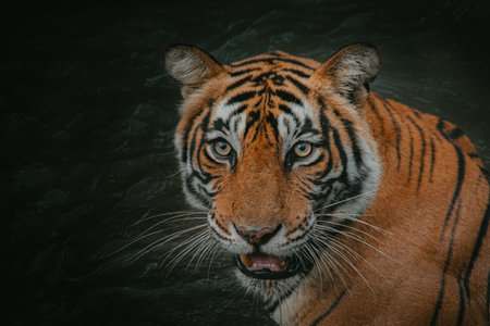 A closeup shot of a Bengal tiger with an open mouth against a dark backgroundの写真素材
