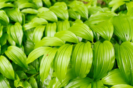 The green false hellebore (Veratrum viride) leavesの写真素材