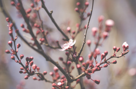 A selective focus shot of pink plum blossoms in the springtime
