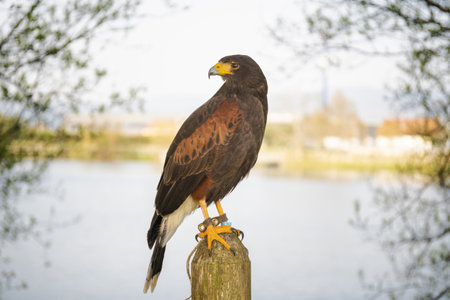 A portrait of Harris's hawk perched on a wooden poleの写真素材