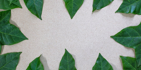 A top view shot of a gray grainy surface surrounded by green leaves