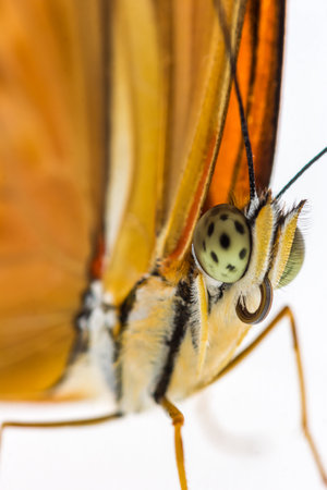 A vertical closeup of a colorful butterfly on a white backgroundの写真素材