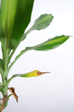 A vertical shot of a houseplant isolated on a white backgroundの写真素材