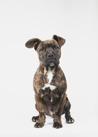 A portrait of a 3 month old American staffordshire terrier dog sitting isolated on white backgroundの写真素材