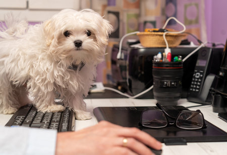 A white, cute puppy standing on a computer desk