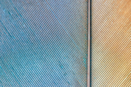 A macro shot of a feather illuminated by blue and brown lights - feather texture backgroundの写真素材