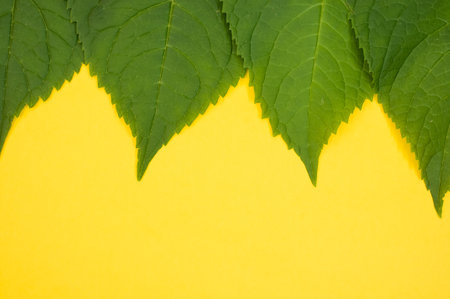 A top view of green leaves isolated on a yellow background with space for textの写真素材