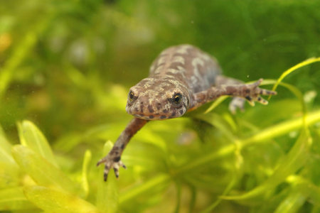 A frontal closeup of an aquatic female alpine salamander, Ichthyosaura alpestris veluchiensisの写真素材