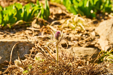 close up of pasqueflower starting to bloom