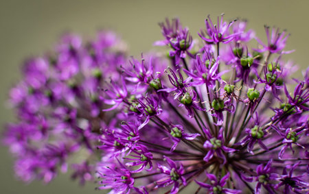 A closeup of purple allium flowerの写真素材