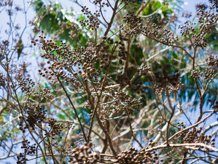 A low angle shot of fruit on the branch elderberry autumn background barkの写真素材