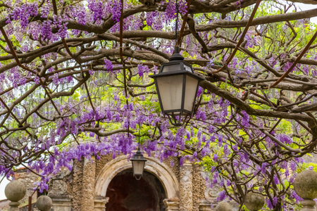 A low-angle shot of purple Wisteria grown on pergola with lanternsの写真素材