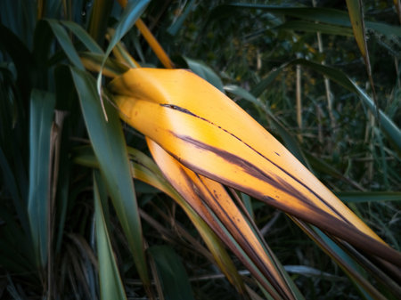 View of flax plant (Phormium tenax) suffering from flax yellow leaf disease in New Zealandの写真素材