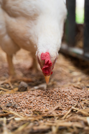 A Closeup view of a chicken with other chickens in the farmの写真素材