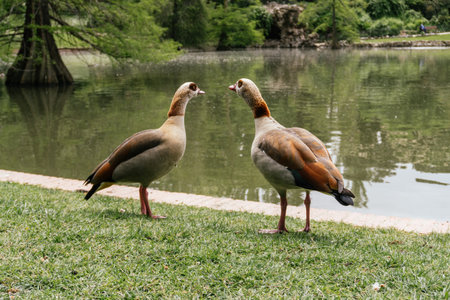 A closeup shot of Egyptian geese near a pond in a zooの写真素材