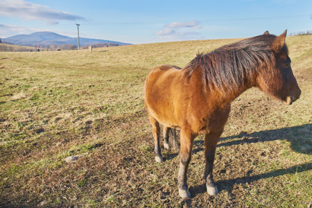 close up of a horse on pasture on a sunny dayの写真素材