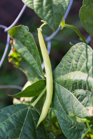 green beans in the organic garden plantの写真素材