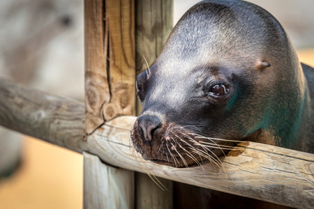 A cute sea lion resting on a wooden fenceの写真素材