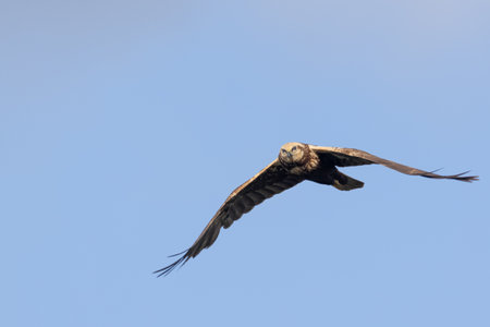 A closeup of a Marsh harrier bird in flightの写真素材