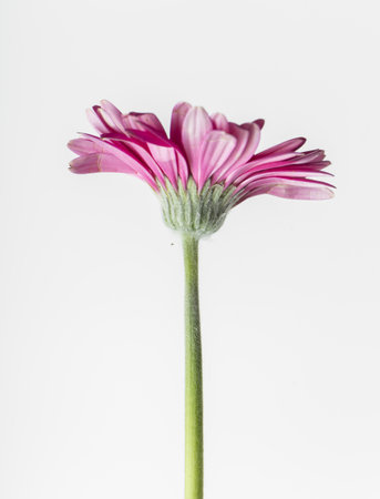 close-up of a pink flower seen in profile on a white background, vertical photoの写真素材