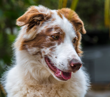 A closeup shot of an adorable brown and white Australian shepherdの写真素材