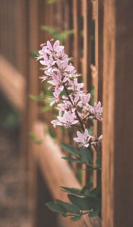 A vertical shot of beautiful epidendrum centropetalum flowersの写真素材