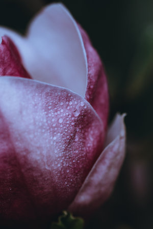 A vertical shot of purple magnolia with dewdrops against blur backgroundの写真素材