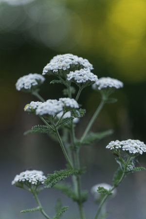 A selective focus shot of a white yarrow flowering plant growing in the garden