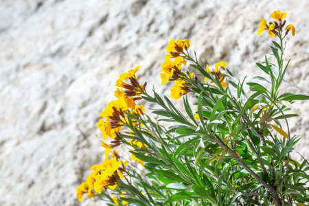A closeup shot of bright yellow wallflowersの写真素材
