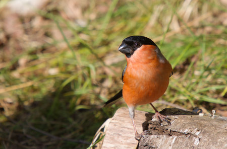 Male bullfinch on tree trunk on pond bankの写真素材