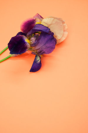 A vertical shot of drying irises on an orange surface with space for textの写真素材