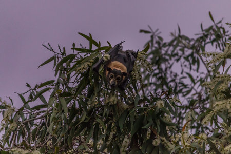 A cute little bat looking at the camera with folded wings on a tree at dusk with a purple sky