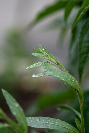 A vertical shot of water droplets on green plant's leaves