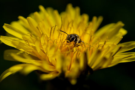 A closeup of a bee pollinating on the blossomed yellow flower in the wildの写真素材