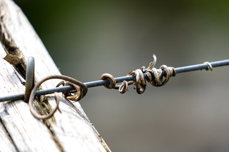 A soft focus of dried vine entwined on a wiの写真素材