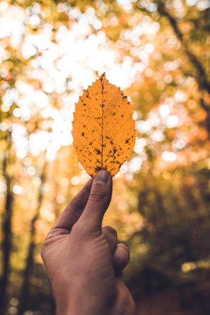 A selective focus shot of a person holding a yellow leaf in a forestの写真素材