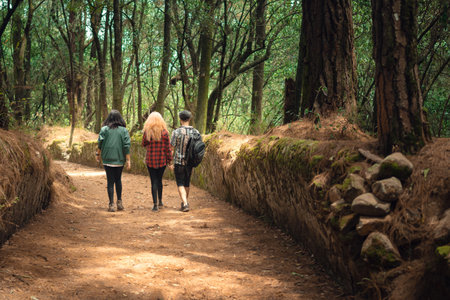 A back view of a group of friends hiking on a forest path togetherの写真素材