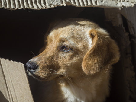 A portrait of a sad straystreet dog in a boxの写真素材