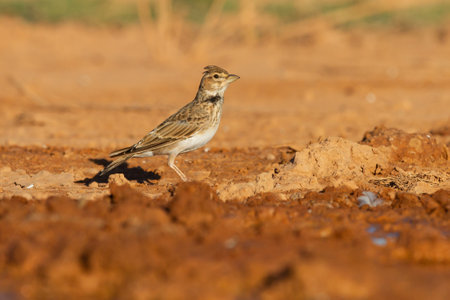 A Calandra lark, a small steppe bird of the Alaudidae family in Zaragoza, Spainの写真素材