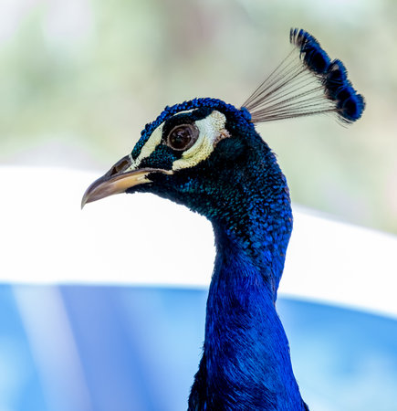 A closeup shot of a gorgeous blue peacockの写真素材