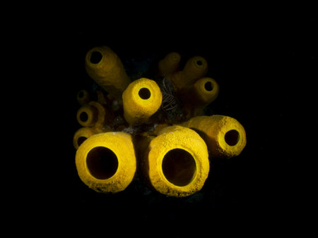 A closeup shot of yellow coral with holes in black waterの写真素材
